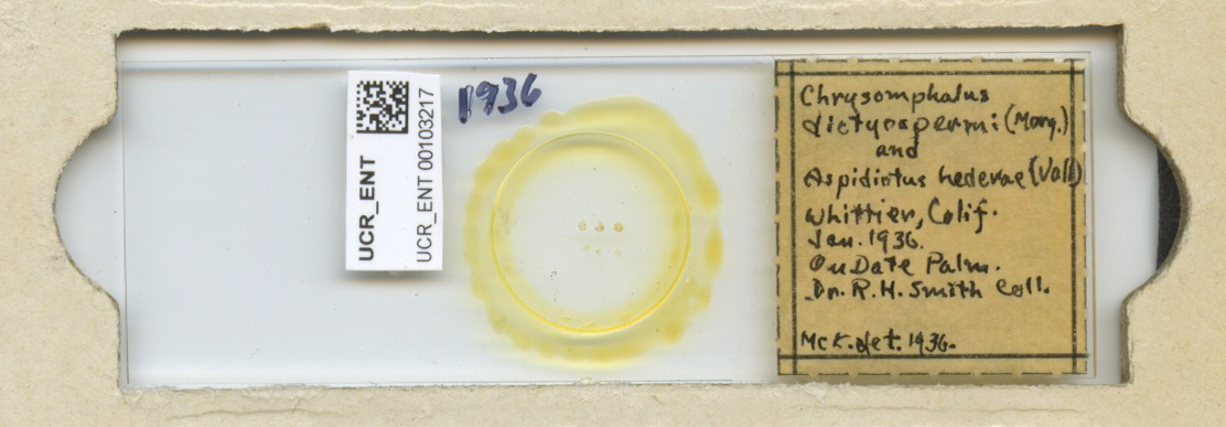 Chrysomphalus dictyospermi